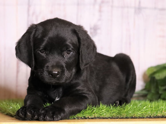 Rottie Poo For Sale Wooster Oh Female Mariah Ac Puppies Llc