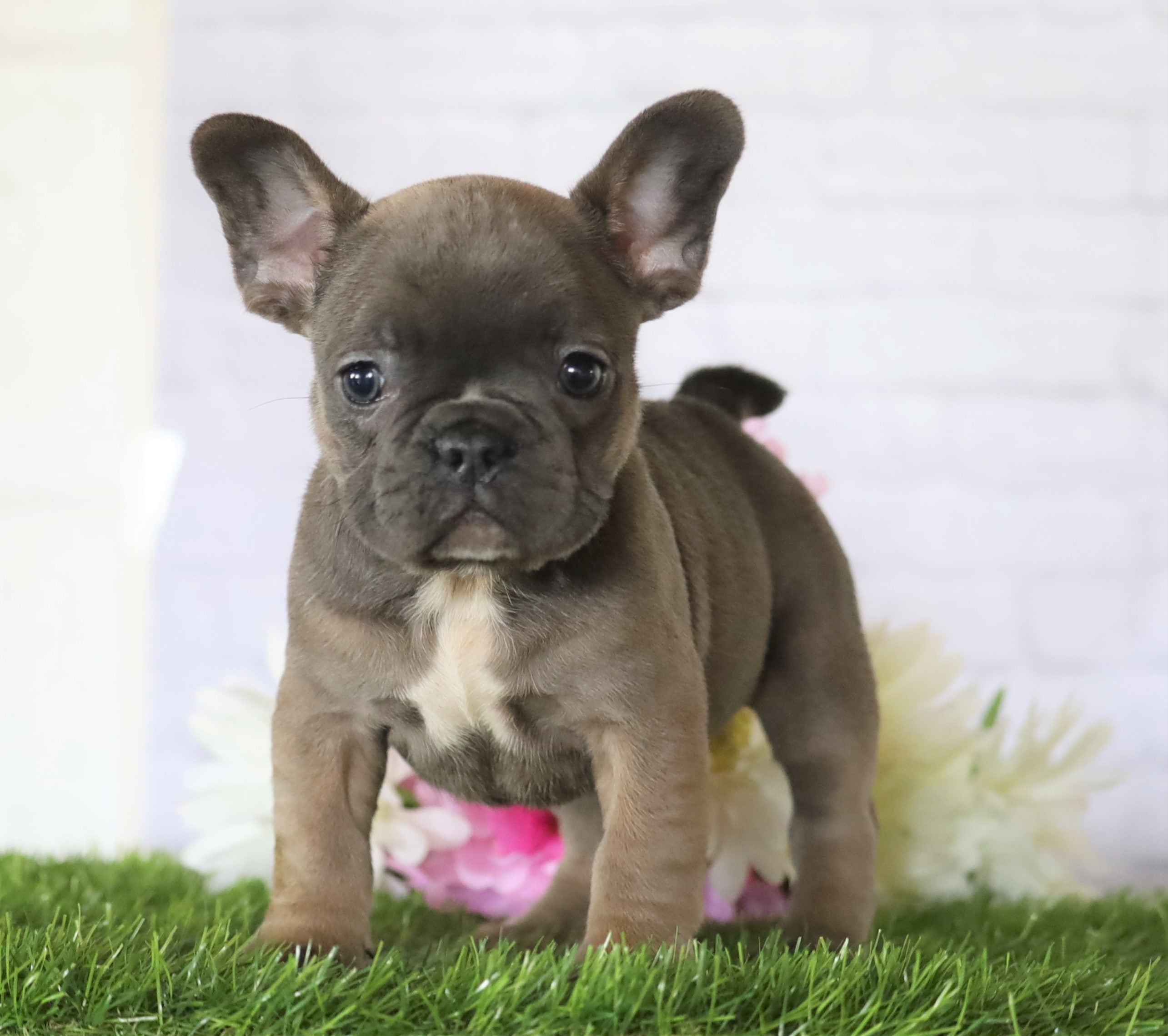 AKC Registered French Bulldog For Sale Millersburg, OH Female- Jenny ...