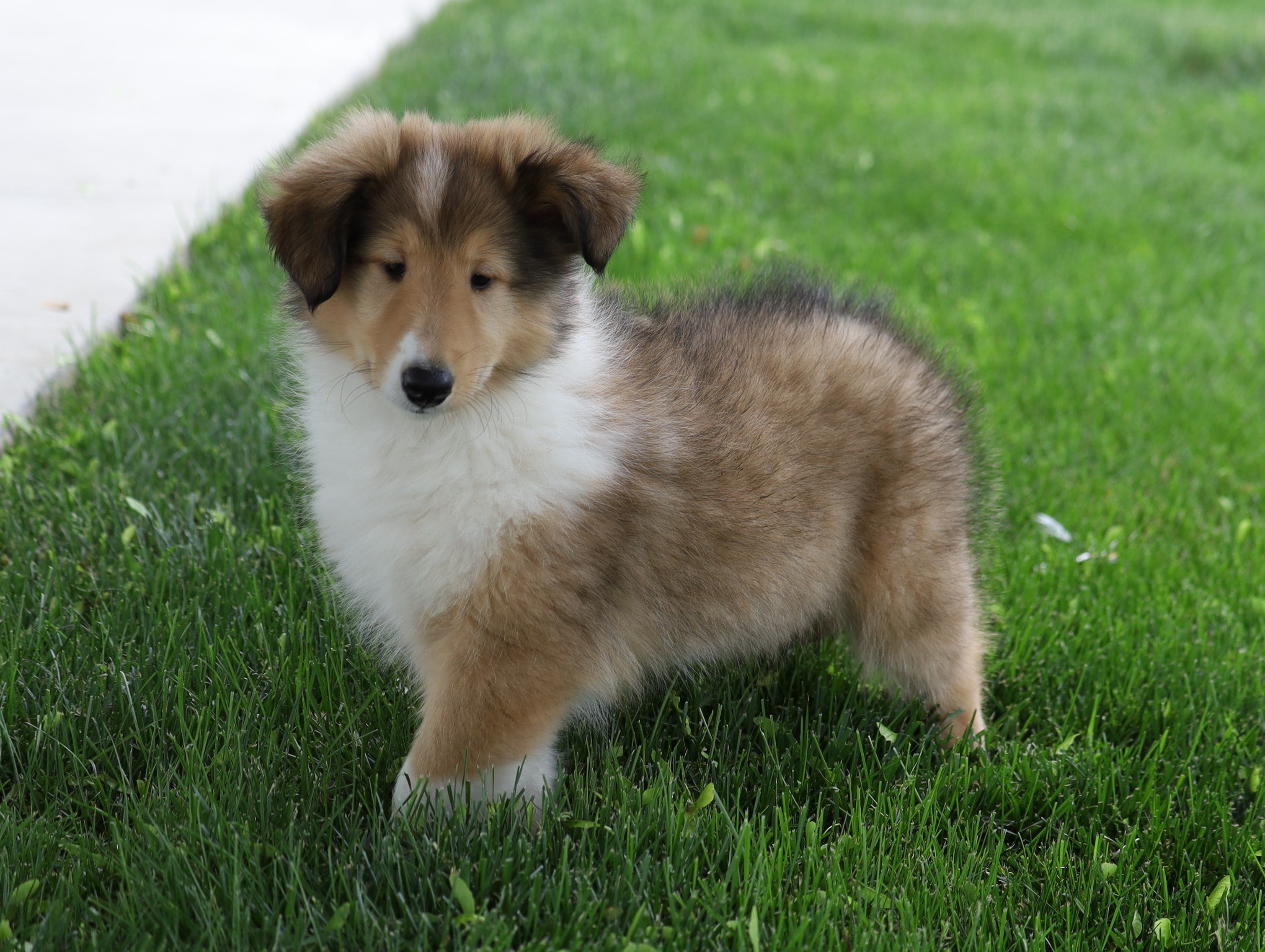 Akc Registered Collie Lassie For Sale Fredericksburg Oh Female Sam Ac Puppies Llc 