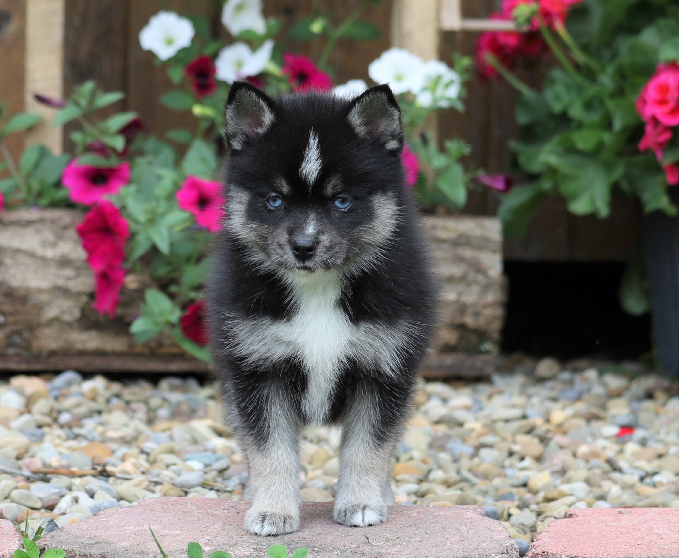 Mini Pomsky For Sale Warsaw, OH Female Molly AC Puppies LLC