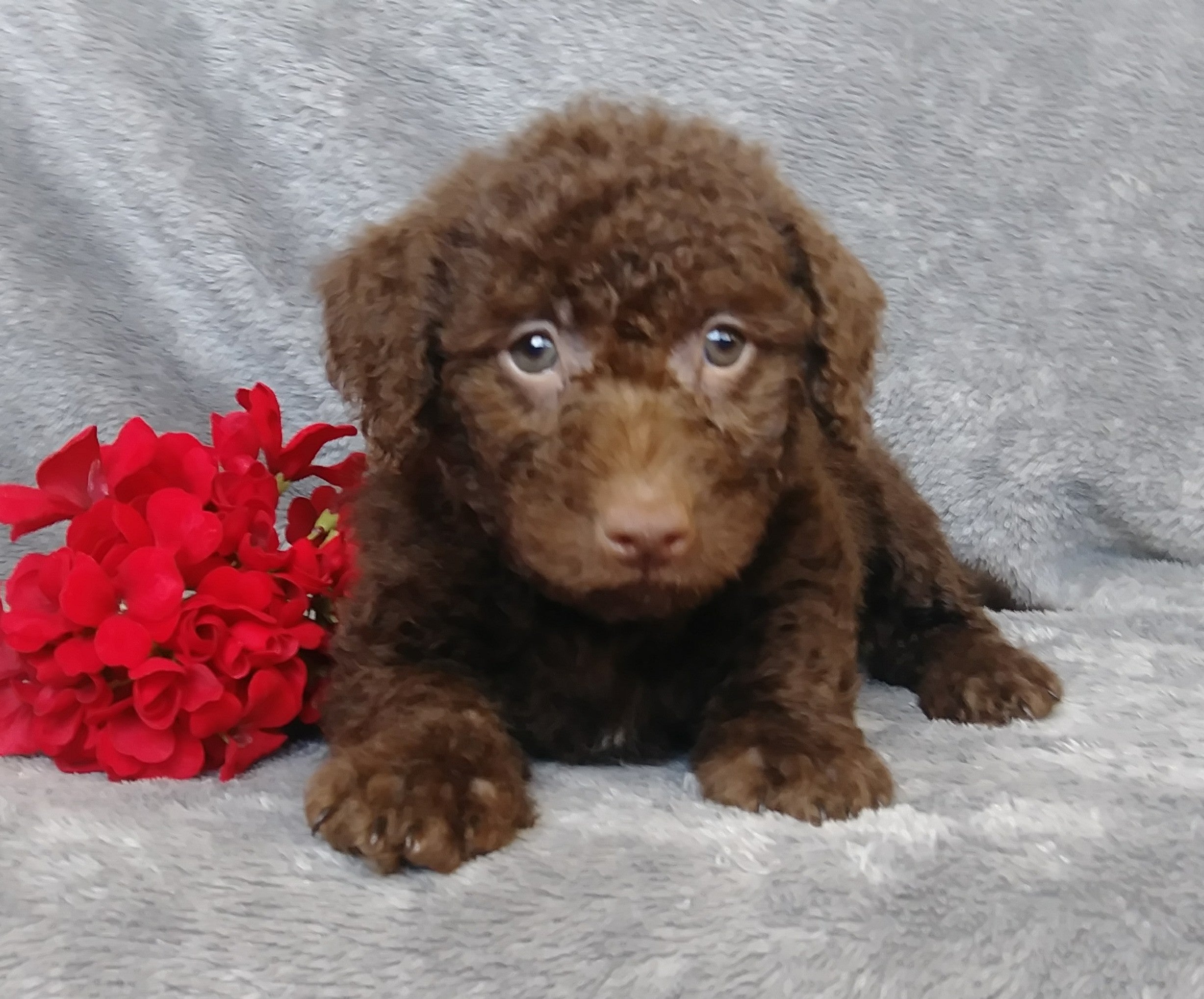 F1B Mini Labradoodle For Sale Millersburg, OH Male- Lucky – AC Puppies LLC