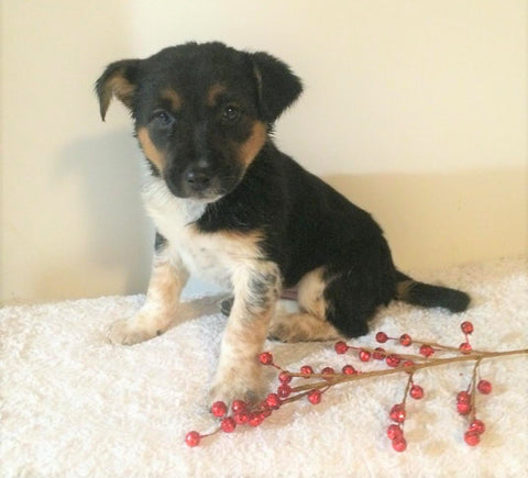 border collie australian cattle dog mix puppies