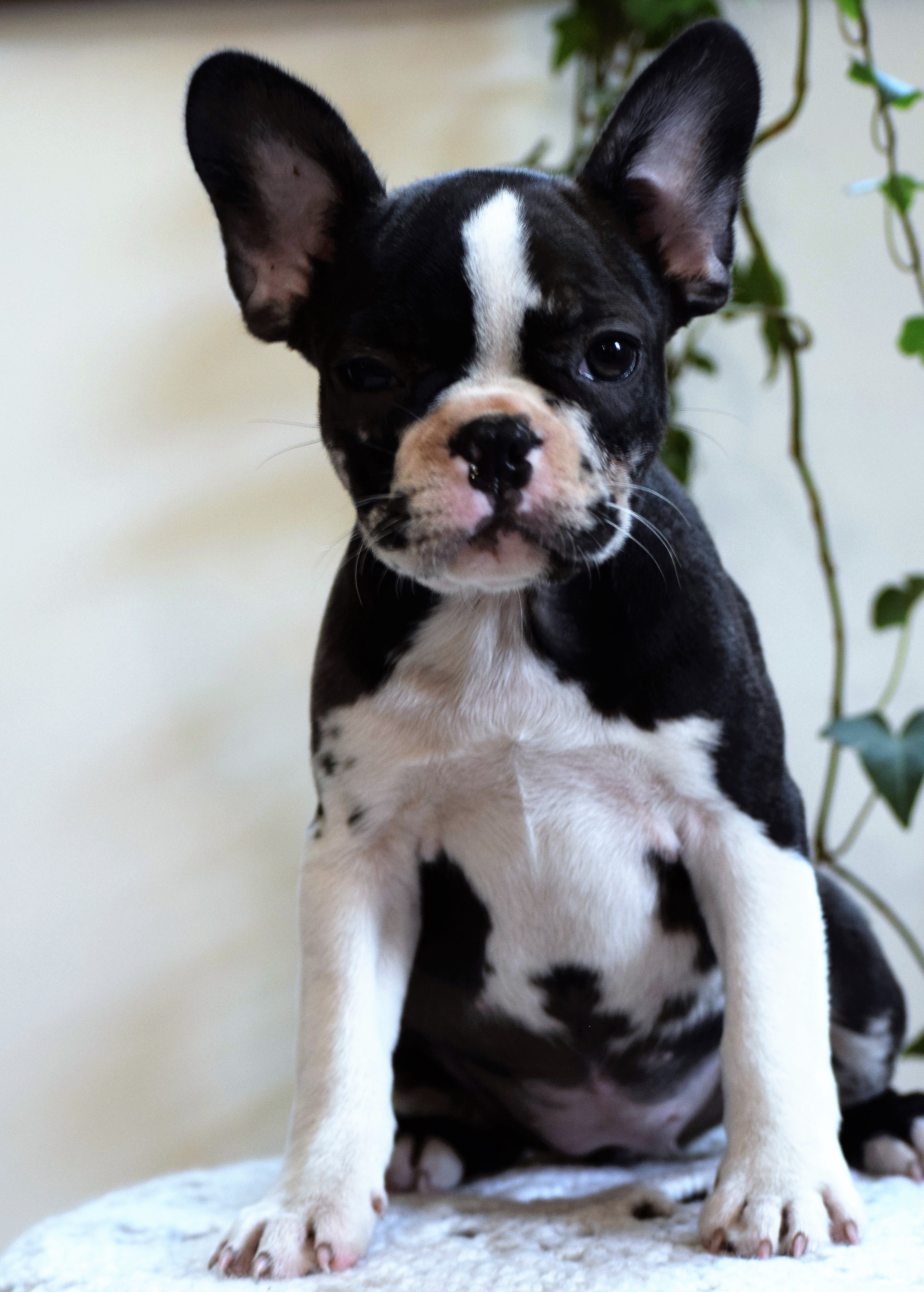 frenchton puppies