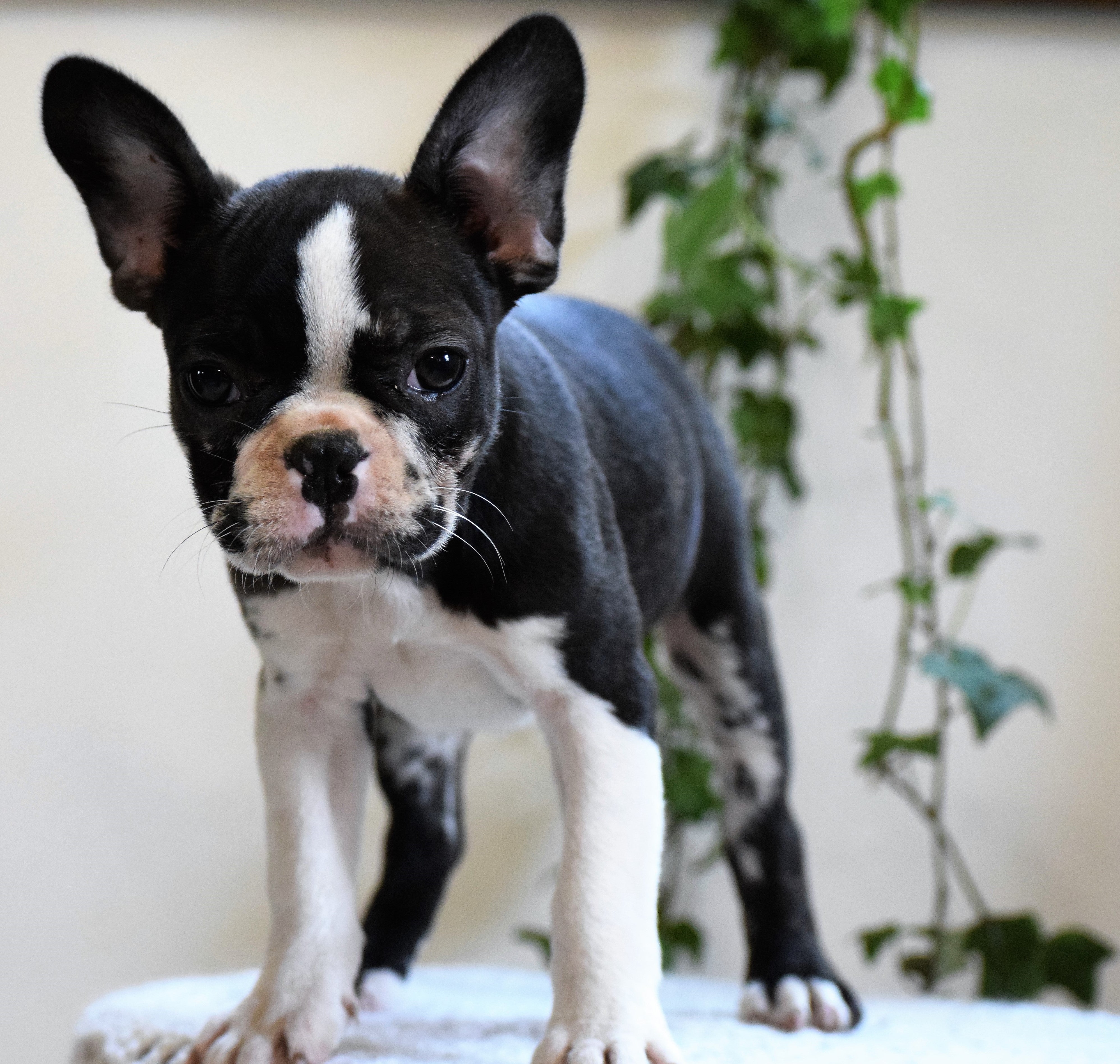 ICA Registered Frenchton Puppy For Sale Shiloh, OH Female- Patches – AC ...