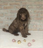 AKC Registered Poodle (Standard) For Sale Homesville, OH Male - Prince