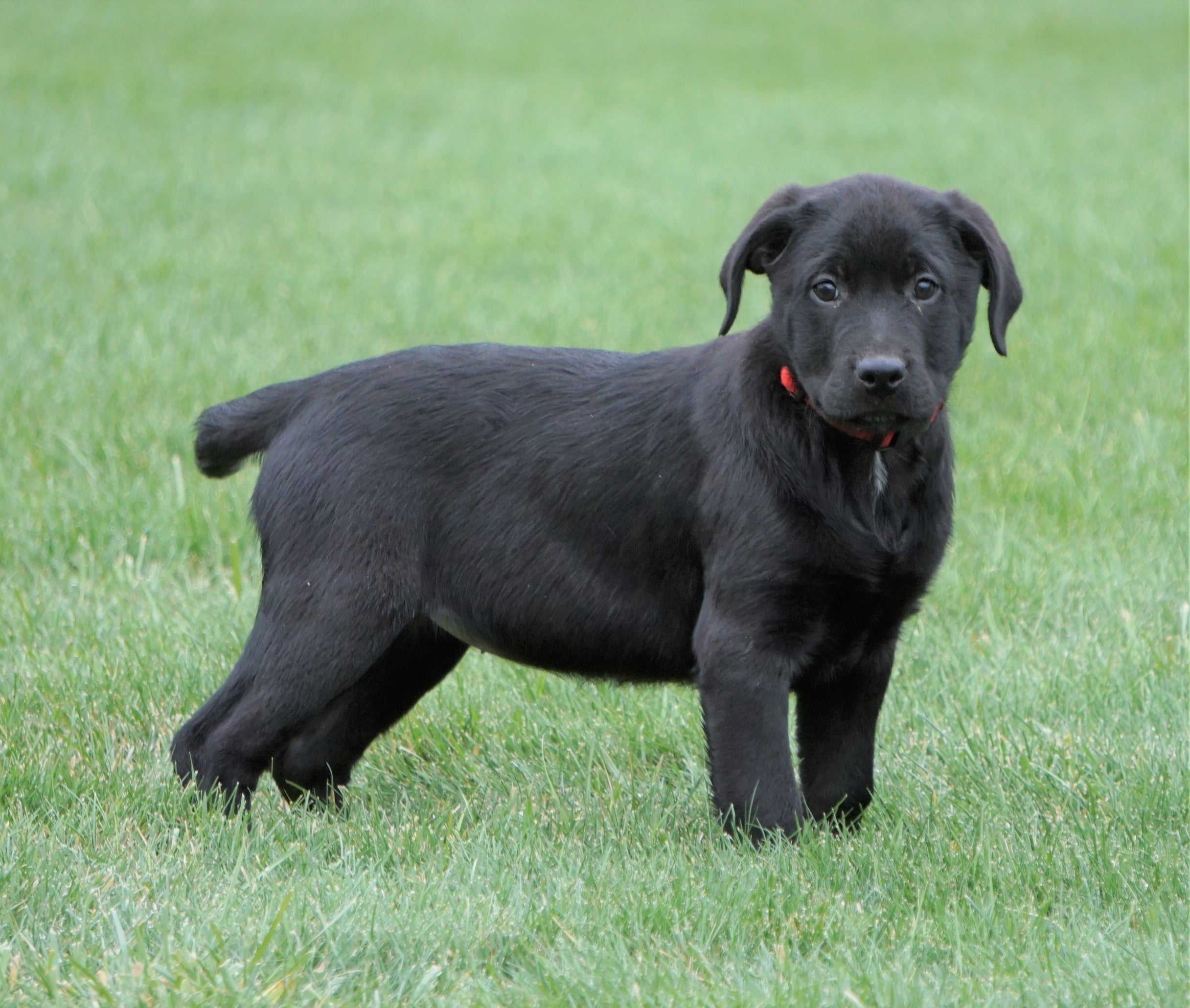 Rottweiler/ Lab Mix Puppy For Sale OH Female- – Puppies LLC