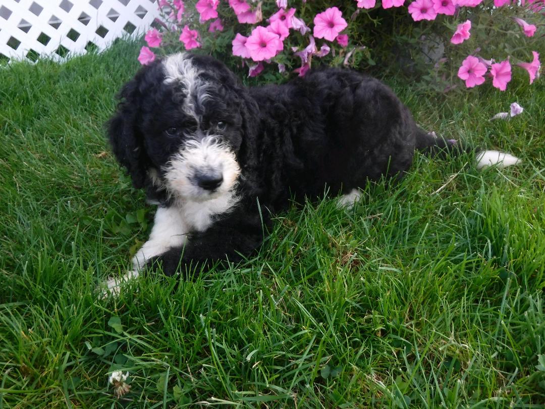 f1b sheepadoodle