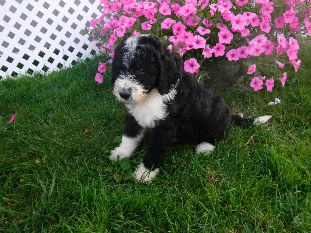 sheepadoodle for sale