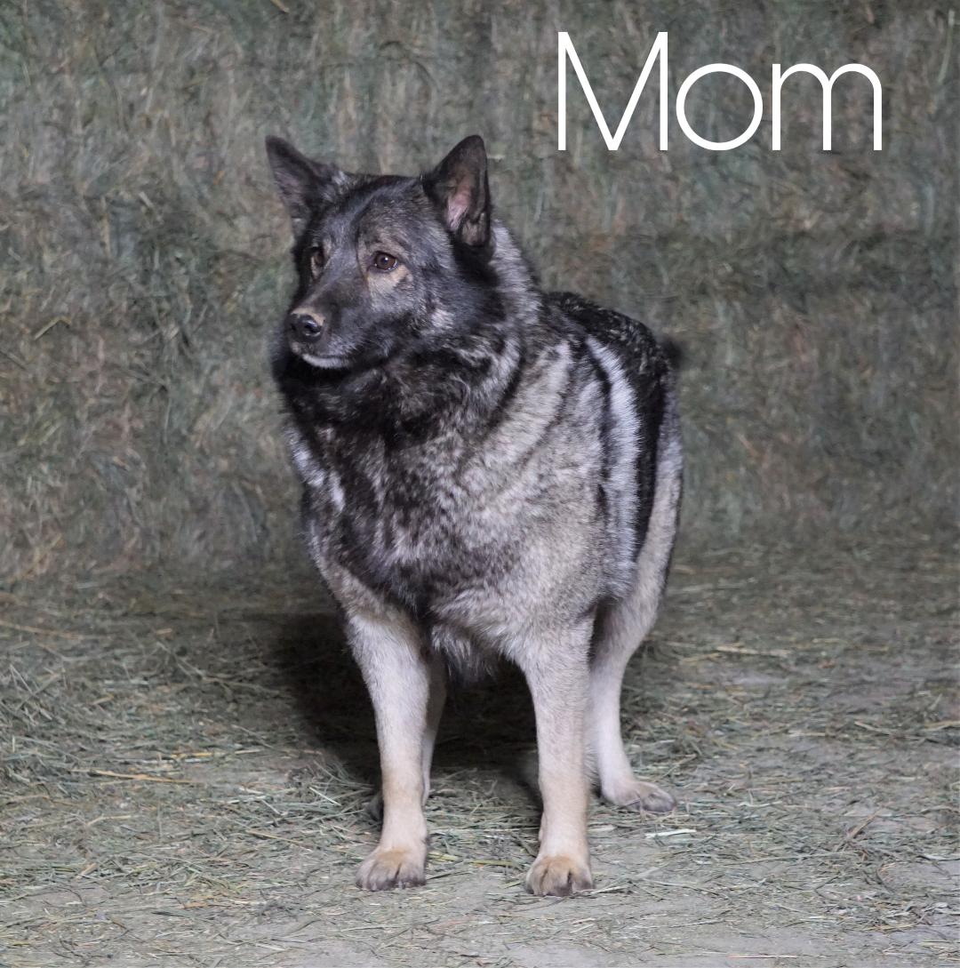 norwegian elkhound rsscue