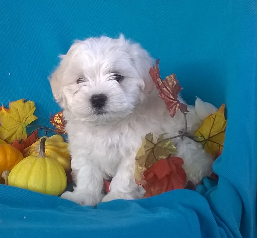 Shichon Puppy For Sale Male Millersburg Ohio Teddy Bear ...