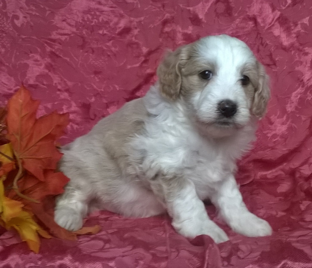 (Mini) AussieDoodle Female Puppy For Sale Blossom Berlin ...