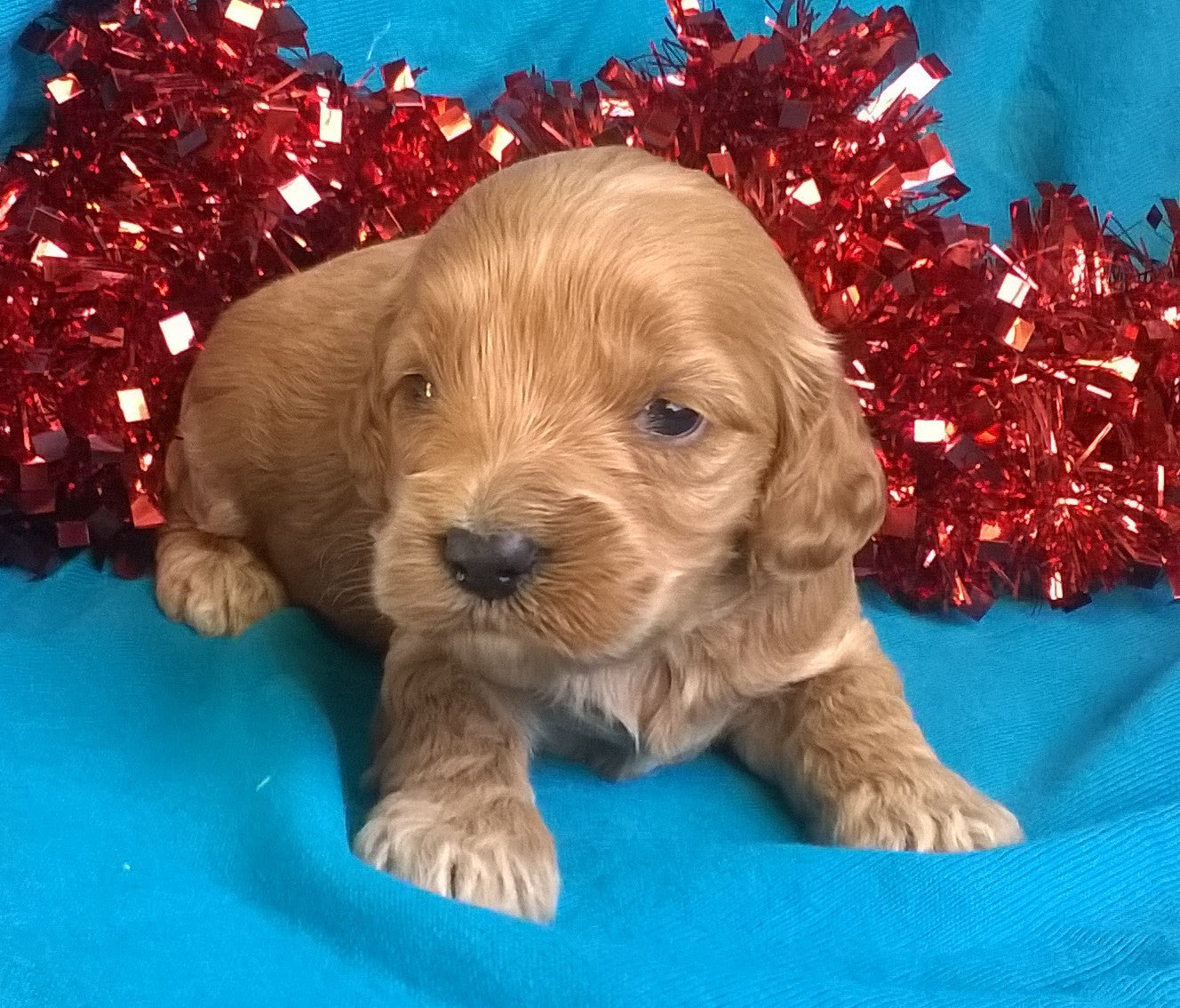 Candy Cane Female Cockapoo Puppy For Sale Millersburg Ohio - AC Puppies LLC