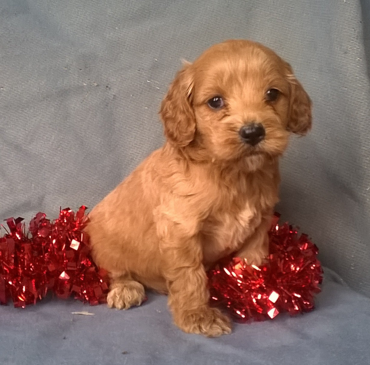 cockapoo 4 sale