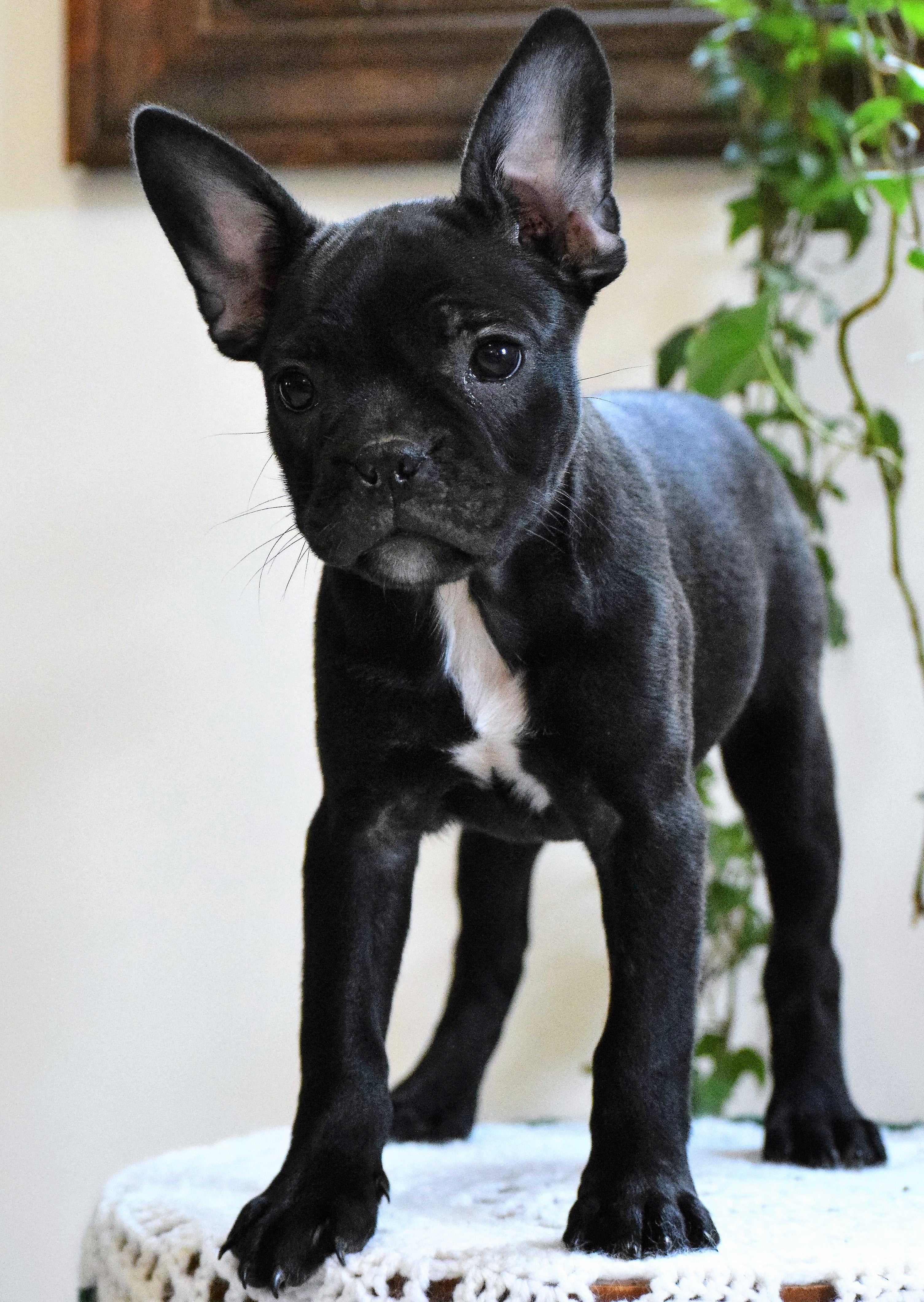 ICA Registered Frenchton Puppy For Sale Shiloh, OH Female- Zoey – AC