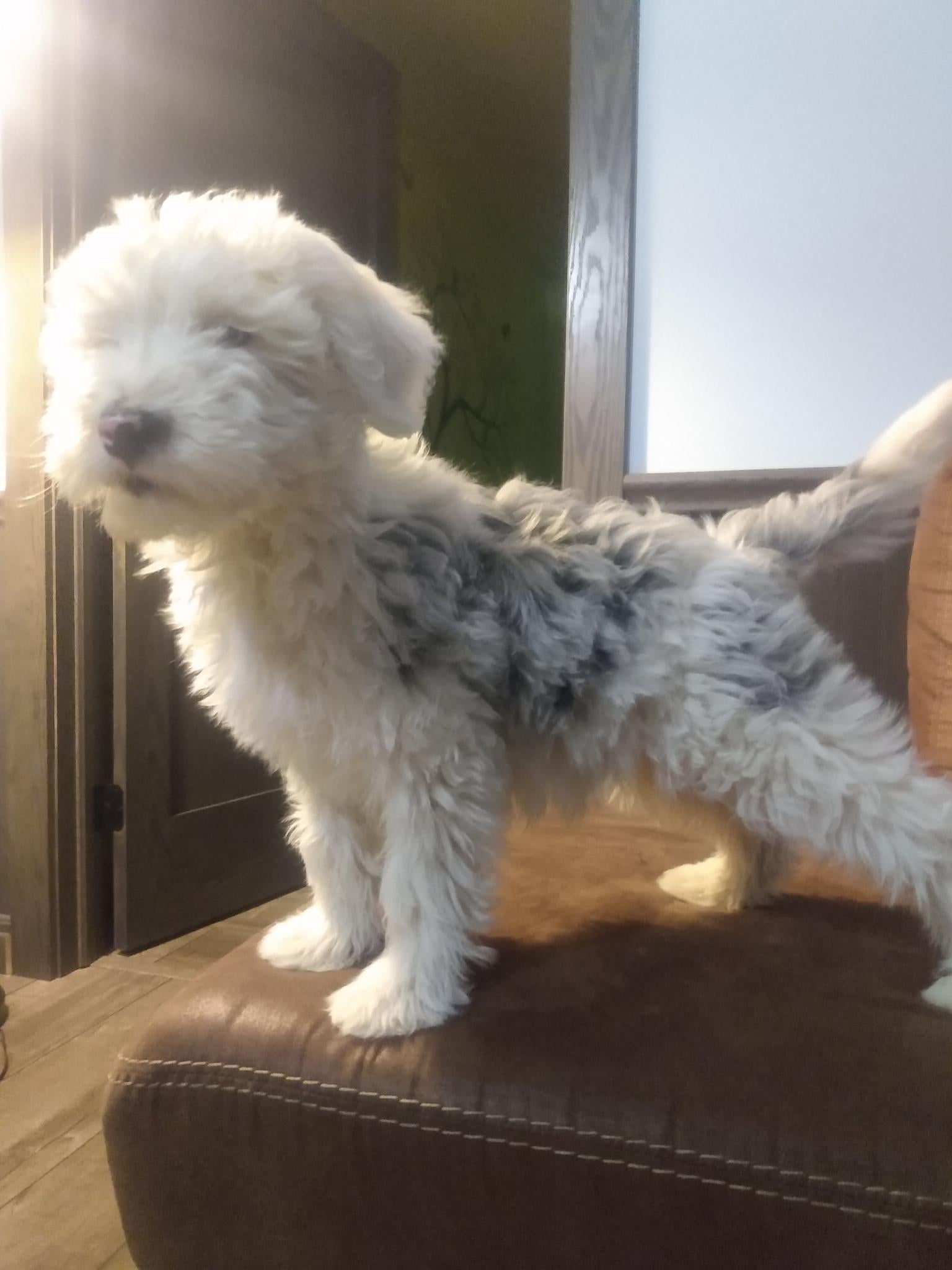 mini sheepadoodle