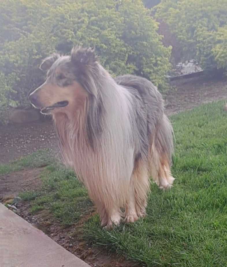 Akc Registered Collie Lassie For Sale Fredericksburg Oh Male Barney Ac Puppies Llc 