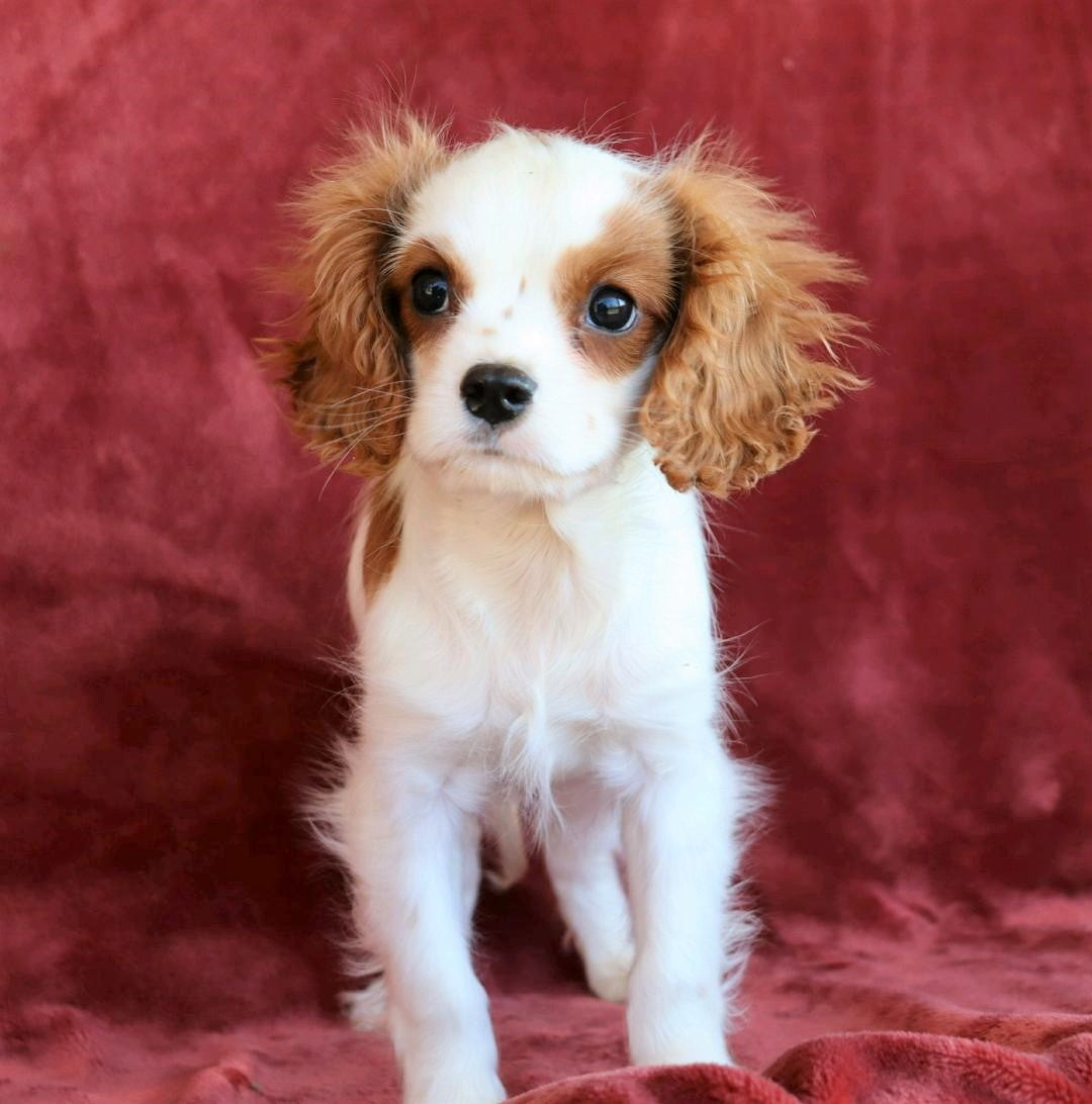 akc cavalier king charles spaniel