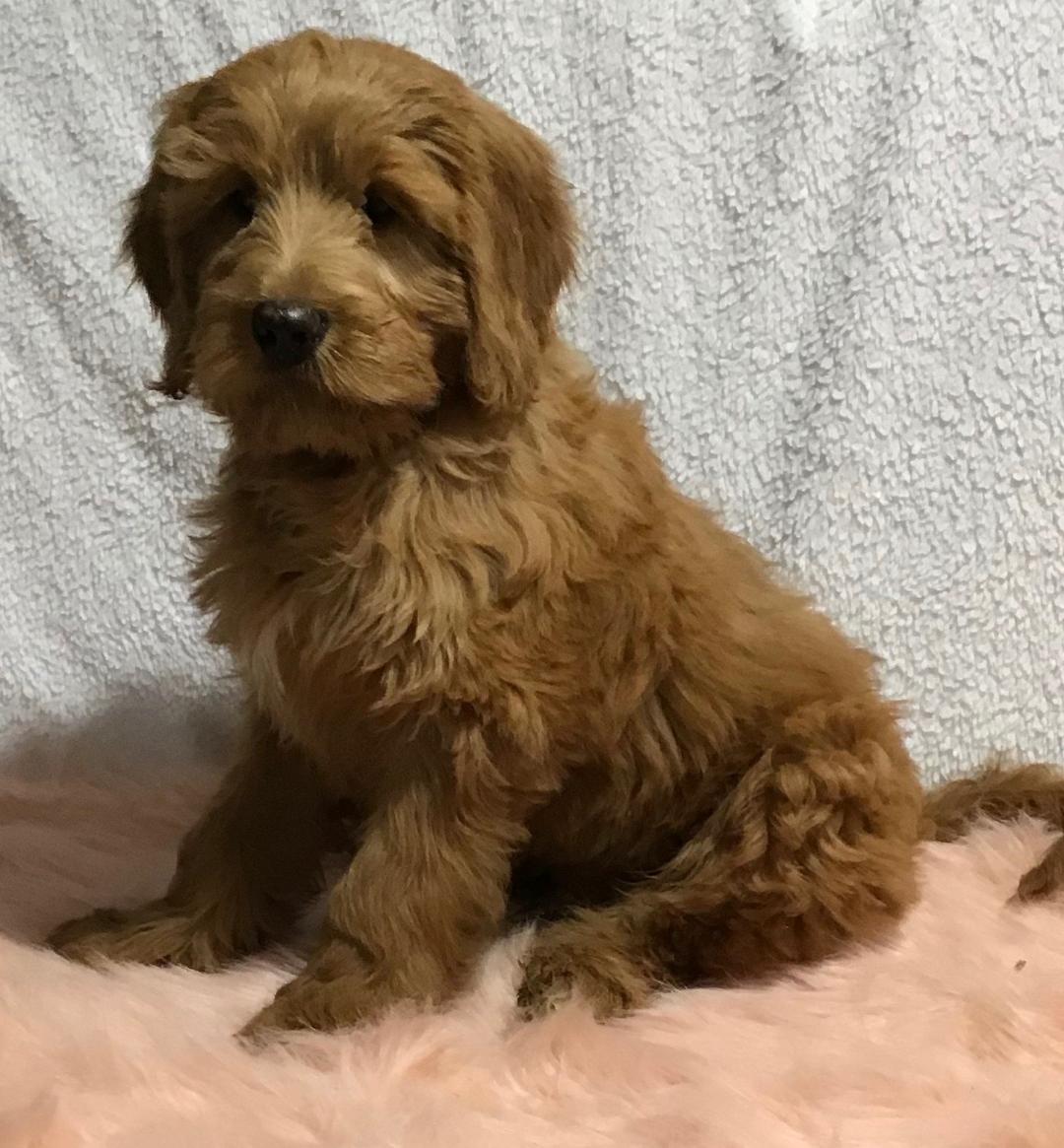 F1B Mini Goldendoodle For Sale Holmesville, OH Male Victor AC