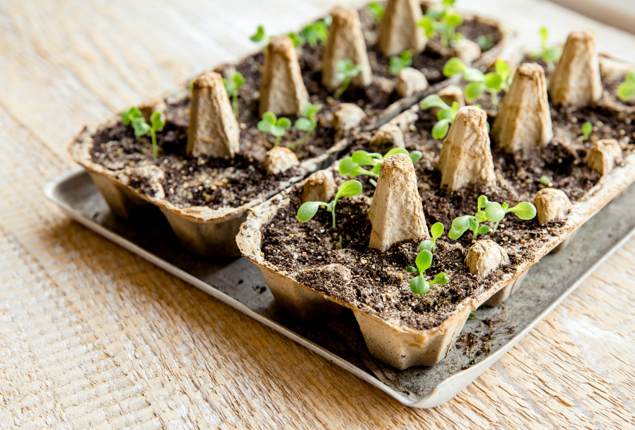 Reuse - You can reuse cardboard egg cartons for seed starting! They are naturally compostable and super easy for cute and fun projects.