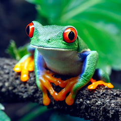 image of a colorful frog in the rainforest