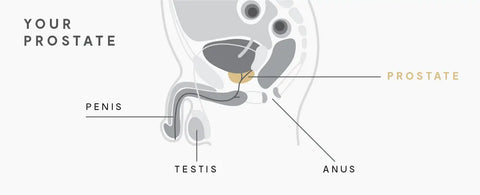 Visual diagram of the lower half of a male.