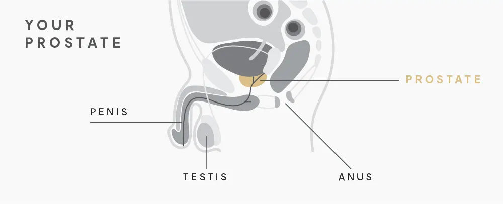 Testosterone and Prostate Cancer: How Are They Linked?