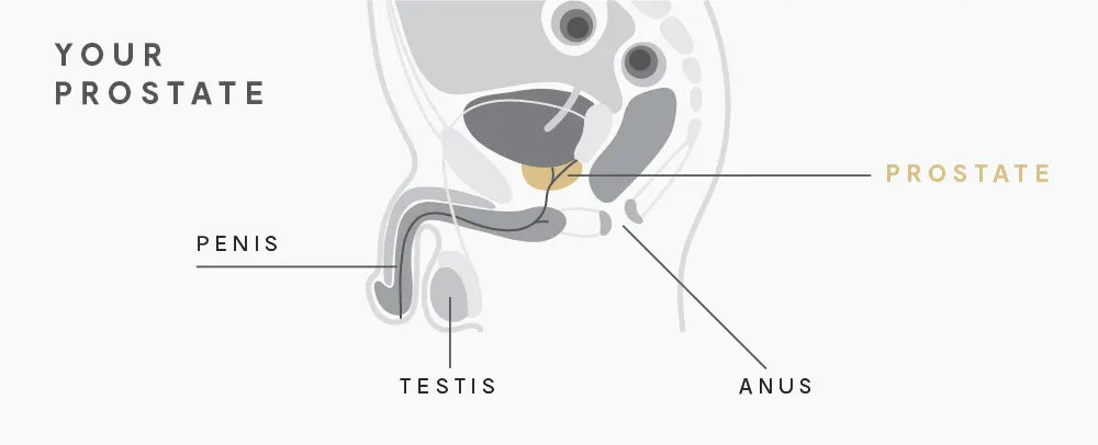 Drawn illustration of the male prostate