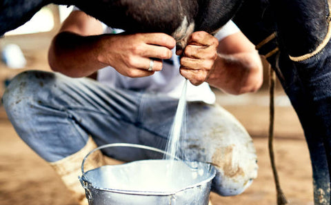 man milking cow into bucket