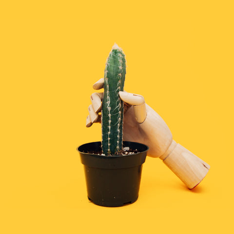 wood hand holding cactus in planter