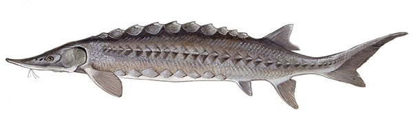 Sturgeon