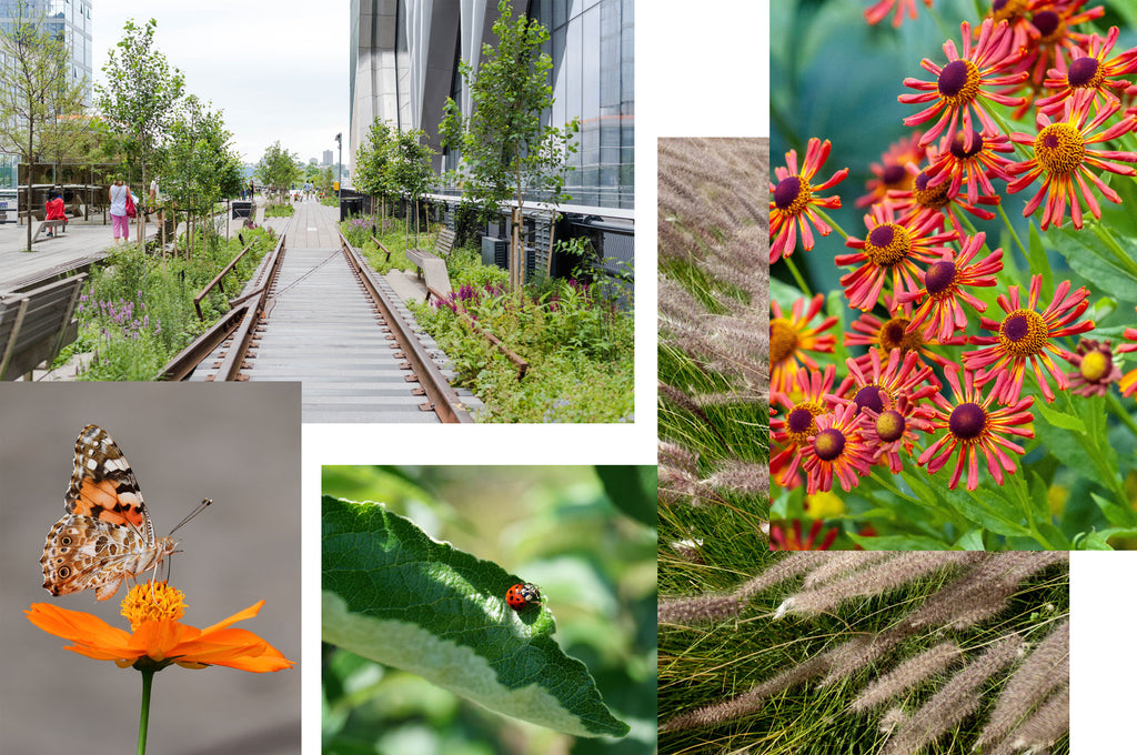 A collection of images showing the High Line, flowers and insects