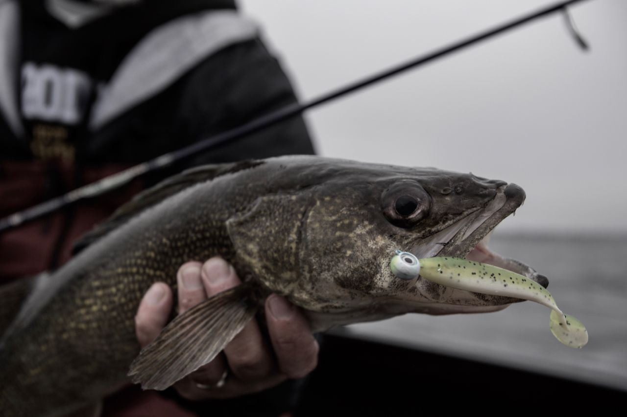 Spring into Open-Water Walleyes - St. Croix Rod
