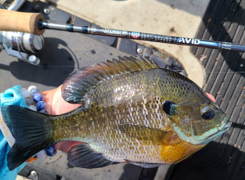 Serious New Tools for Avid Walleye and Panfish Anglers - St. Croix Rod