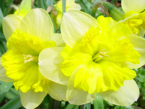 march daffodils