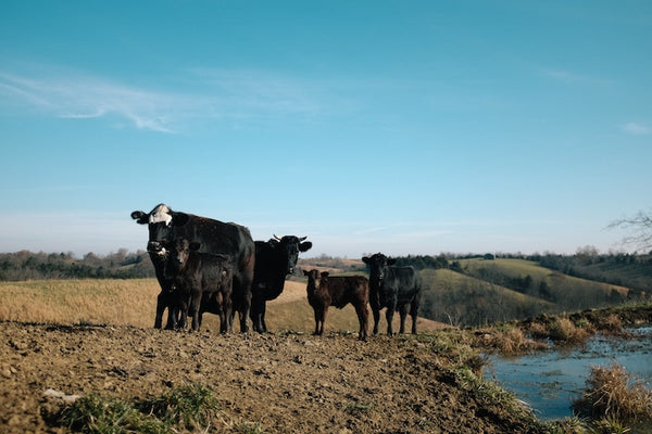 Cattle in a field