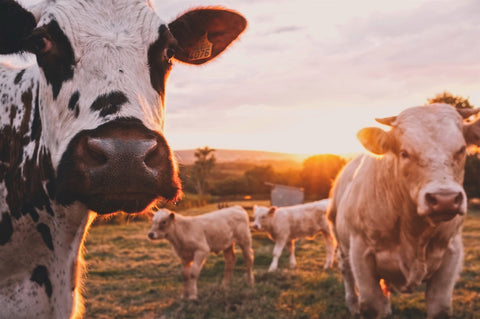 Cows grazing