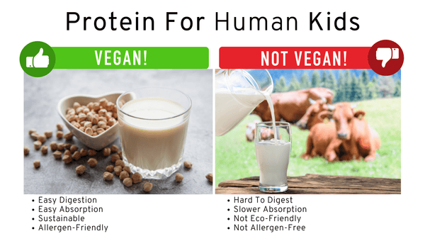 vegan protein vs dairy protein