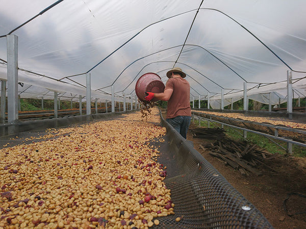 Drying coffee cherries