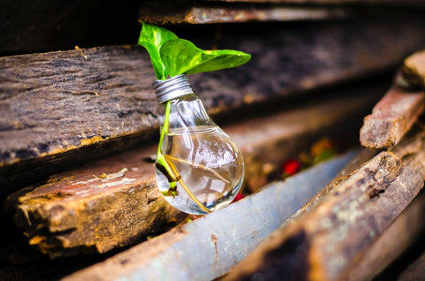 closed up empty light bulb placed over a pile of woods with water and plant growing inside it