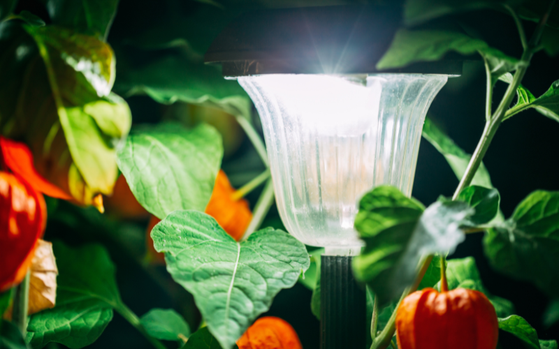 solar garden light, lantern in flower bed