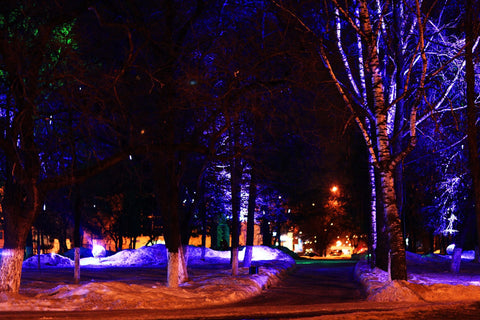 landscape lights and tree decorated with lights