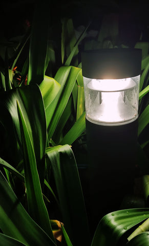 solar light surrounded by large leaves