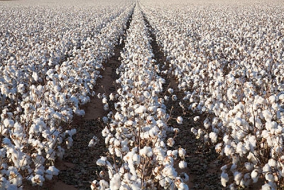 Cotton field - why the cotton industry is bad for the environment