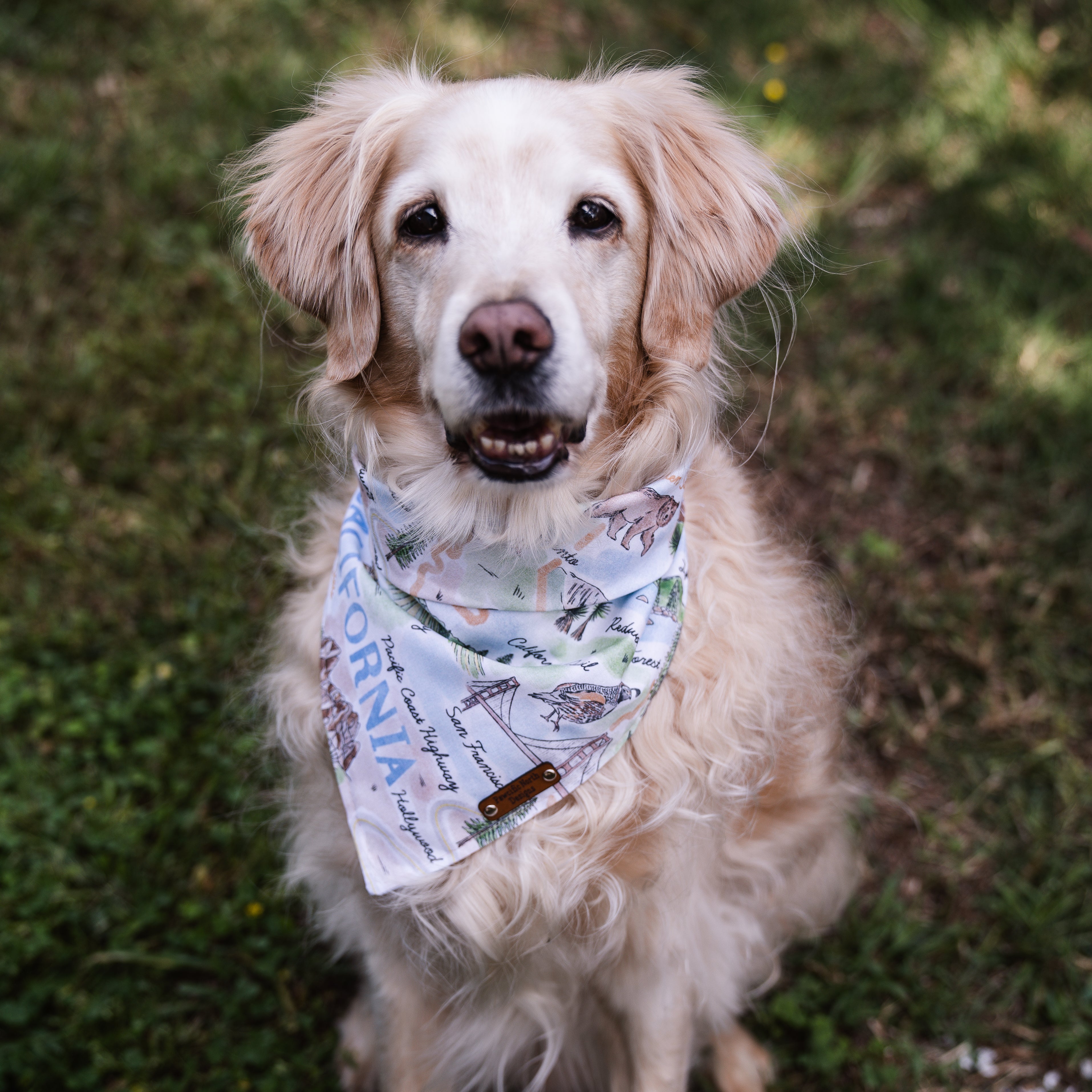 Sawyer Snap on Bandana  Pawcific North Designs