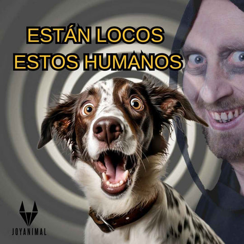 Joyas baratas y un perro con cara loco