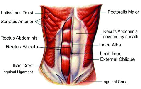 Diagram of the core muscles used in motocross. 