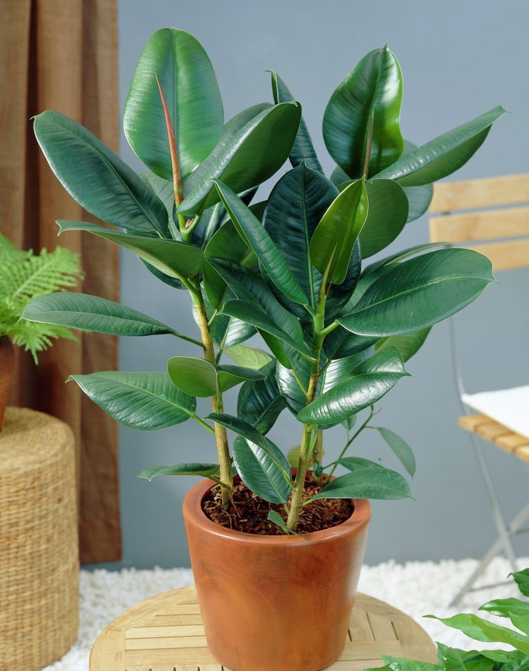 9greenbox rubber plant