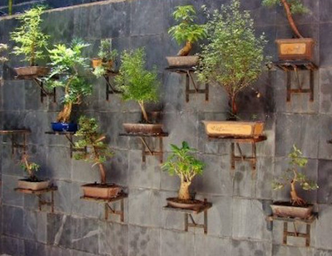 Bonsai home garden decor ideas