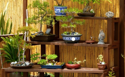 Bonsai home garden decor ideas