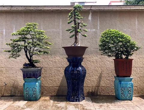 Bonsai home garden decor ideas